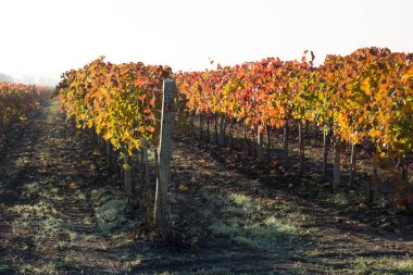 Kırmızı yapraklı sonbahar üzümleri, günbatımındaki sarmaşık kırmızımsı sarıdır.