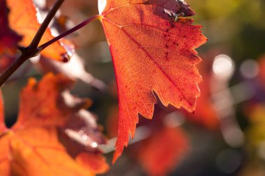 Kırmızı yapraklı sonbahar üzümleri, günbatımındaki sarmaşık kırmızımsı sarıdır.