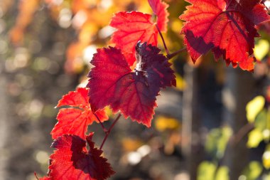 Kırmızı yapraklı sonbahar üzümleri, günbatımındaki sarmaşık kırmızımsı sarıdır.