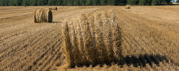 Campo Tras Cosecha Por Mañana Grandes Fardos Heno Campo Trigo — Foto de Stock