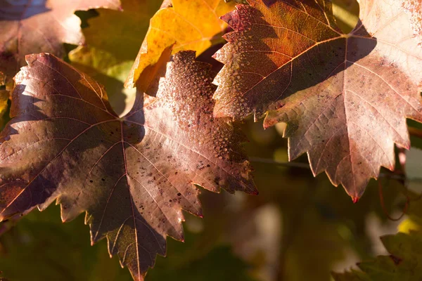 Uvas Outono Com Folhas Vermelhas Videira Pôr Sol Amarela Avermelhada — Fotografia de Stock