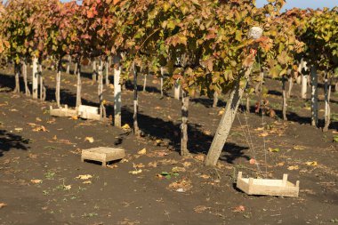 Kırmızı yapraklı sonbahar üzümleri, günbatımındaki sarmaşık kırmızımsı sarıdır.