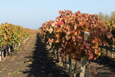 Kırmızı yapraklı sonbahar üzümleri, günbatımındaki sarmaşık kırmızımsı sarıdır.