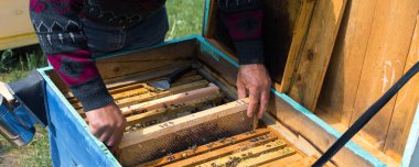 Arı kovanındaki bir çiftçi balmumu petekleriyle çerçeveleri tutar. Bal koleksiyonu için planlanmış hazırlık.