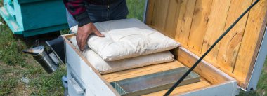 Bahçedeki özel bir arı kovanında bir sıra arı kovanı. Bal endüstrisi.