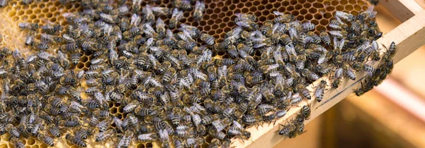 Zbliżenie Ramki Woskowym Plastrem Miodu Pszczołami Przepływ Pracy Apilarnej — Zdjęcie stockowe