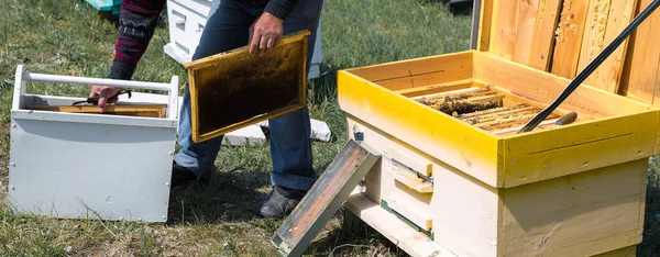 Фермер Пчелиной Пасеке Держит Рамы Восковыми Сотами Планируемая Подготовка Сбору — стоковое фото
