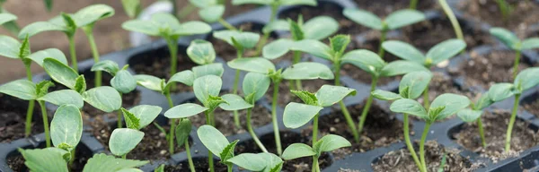 Germination Plants Tomates Pots Avec Engrais Naturel Serre — Photo
