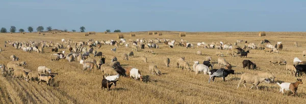小麦を収穫した後 山野でヤギの群れが放牧されます 山の大きな丸い玉 — ストック写真