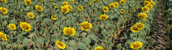 Bright Golden Sunflower Field Sunset — Stock Photo, Image