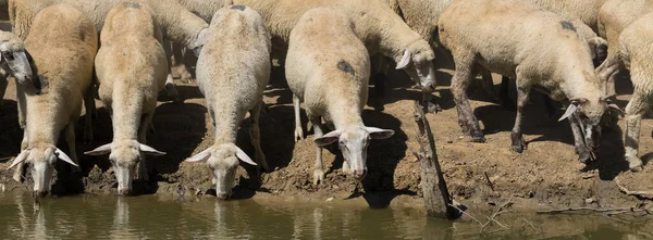 Ovejas Cabras Pastan Sobre Hierba Verde Primavera — Foto de Stock