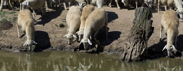 春には羊やヤギが緑の草に草を食べる — ストック写真