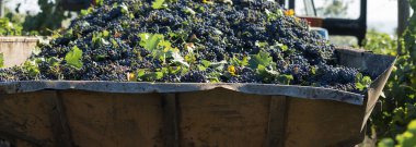 Bastırmak için üzüm dolu büyük bir depo. Geleneksel şarap yapma tekniği..