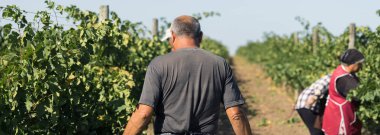 Üzüm bağından üzüm toplayan çiftçiler. Sonbahar hasadı.