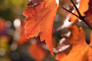 Kırmızı yapraklı sonbahar üzümleri, günbatımındaki sarmaşık kırmızımsı sarıdır.