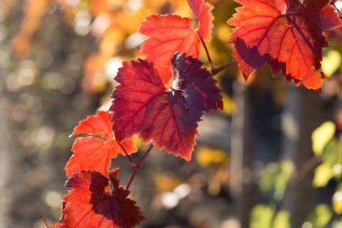 Kırmızı yapraklı sonbahar üzümleri, günbatımındaki sarmaşık kırmızımsı sarıdır.
