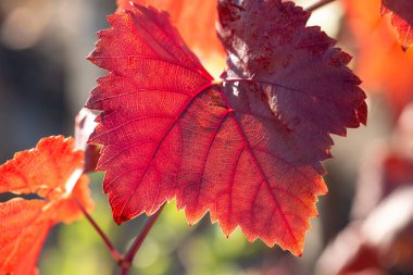 Kırmızı yapraklı sonbahar üzümleri, günbatımındaki sarmaşık kırmızımsı sarıdır.