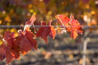 Kırmızı yapraklı sonbahar üzümleri, günbatımındaki sarmaşık kırmızımsı sarıdır.