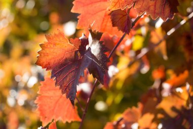 Kırmızı yapraklı sonbahar üzümleri, günbatımındaki sarmaşık kırmızımsı sarıdır.