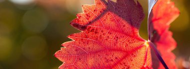 Kırmızı yapraklı sonbahar üzümleri, günbatımındaki sarmaşık kırmızımsı sarıdır.