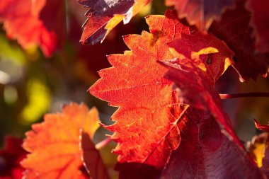 Kırmızı yapraklı sonbahar üzümleri, günbatımındaki sarmaşık kırmızımsı sarıdır.
