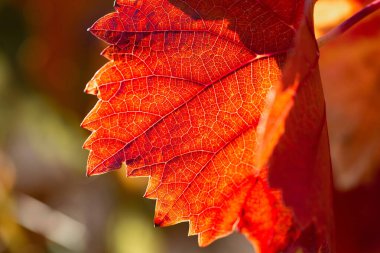 Kırmızı yapraklı sonbahar üzümleri, günbatımındaki sarmaşık kırmızımsı sarıdır.