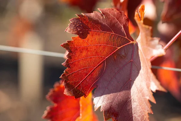 Kırmızı yapraklı sonbahar üzümleri, günbatımındaki sarmaşık kırmızımsı sarıdır.