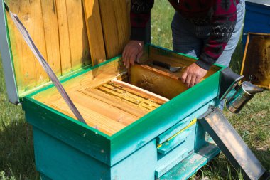 Arı kovanındaki bir çiftçi balmumu petekleriyle çerçeveleri tutar. Bal koleksiyonu için planlanmış hazırlık.