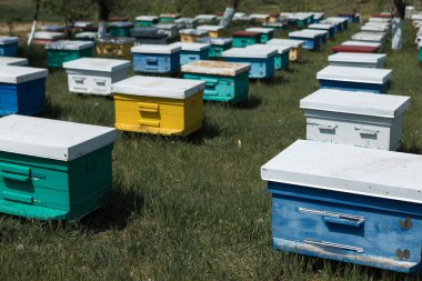 Bahçedeki özel bir arı kovanında bir sıra arı kovanı. Bal endüstrisi.