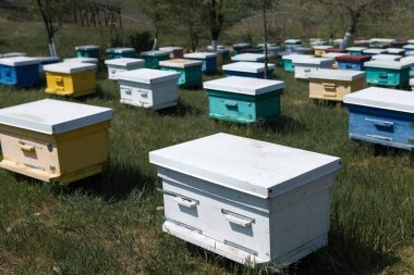Bahçedeki özel bir arı kovanında bir sıra arı kovanı. Bal endüstrisi.