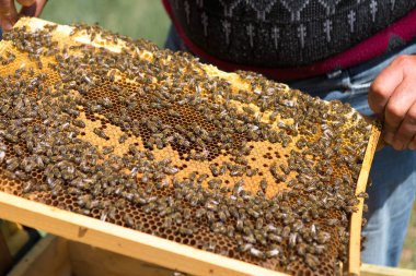 Arı kovanındaki bir çiftçi balmumu petekleriyle çerçeveleri tutar. Bal koleksiyonu için planlanmış hazırlık.