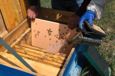 Arı kovanındaki bir çiftçi balmumu petekleriyle çerçeveleri tutar. Bal koleksiyonu için planlanmış hazırlık.