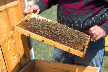 Arı kovanındaki bir çiftçi balmumu petekleriyle çerçeveleri tutar. Bal koleksiyonu için planlanmış hazırlık.