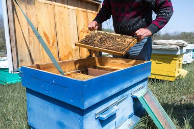 Arı kovanındaki bir çiftçi balmumu petekleriyle çerçeveleri tutar. Bal koleksiyonu için planlanmış hazırlık.