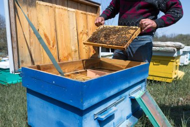 Arı kovanındaki bir çiftçi balmumu petekleriyle çerçeveleri tutar. Bal koleksiyonu için planlanmış hazırlık.