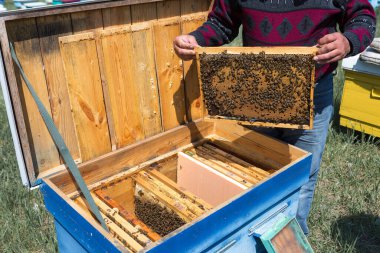 Arı kovanındaki bir çiftçi balmumu petekleriyle çerçeveleri tutar. Bal koleksiyonu için planlanmış hazırlık.
