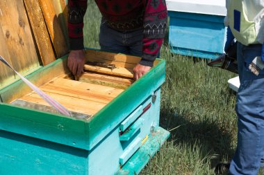Arı kovanındaki bir çiftçi balmumu petekleriyle çerçeveleri tutar. Bal koleksiyonu için planlanmış hazırlık.