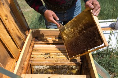 Arı kovanındaki bir çiftçi balmumu petekleriyle çerçeveleri tutar. Bal koleksiyonu için planlanmış hazırlık.