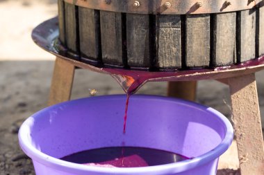 Kırmızılı şarap presi ve sarmal vida. Geleneksel İtalyan şarabı üretimi, üzüm ezme.