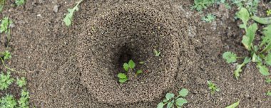 Taze yeşillik arka planında Anthill. Karıncaların vahşi yaşamının ayrıntıları.