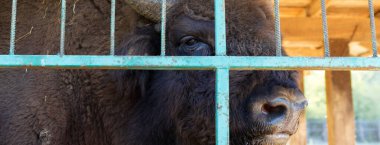 Avrupa bizonu - Bizon bonasus