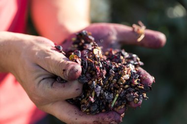 Kırmızılı şarap presi ve sarmal vida. Şarap üreticisinin elleri kapalı..