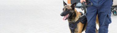 Malinois Belçikalı çoban köpeği sınırı koruyor. Sınır askerleri, köpeğin ihlalleri tespit edebilme yeteneğini gösteriyor..