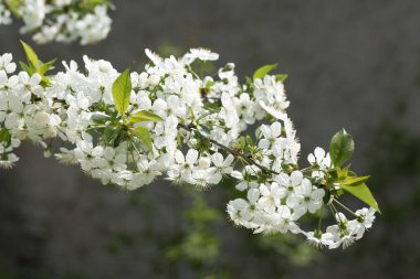 Baharda meyve bahçesinde beyaz kiraz ağacı çiçekleri