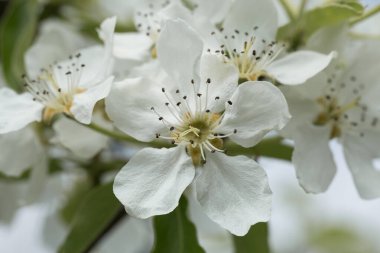 Baharda meyve bahçesinde beyaz kiraz ağacı çiçekleri
