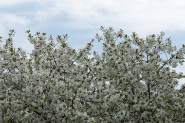 Baharda meyve bahçesinde beyaz kiraz ağacı çiçekleri
