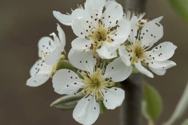 Armut ağacı, yakın plan çiçek açar. Doğal arka planda beyaz armut çiçeği.