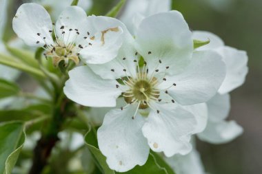 Armut ağacı, yakın plan çiçek açar. Doğal arka planda beyaz armut çiçeği.