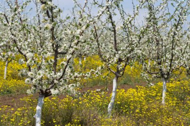 Çiçek açan erik ağacı yakın plan. Bahar beyaz çiçekleri.
