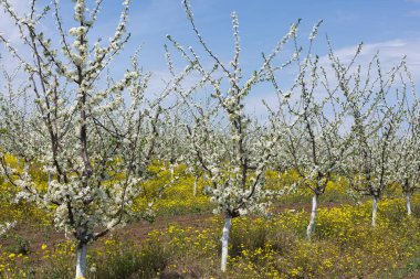 Çiçek açan erik ağacı yakın plan. Bahar beyaz çiçekleri.